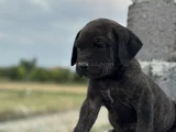 Dev cane corso