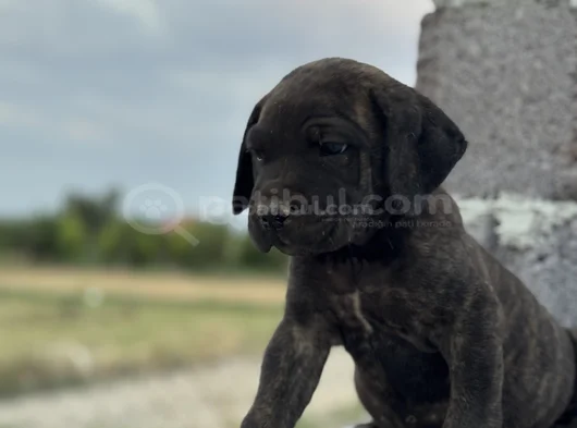 Dev Cane Corso