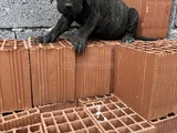 Dev Cane Corso