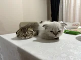 Beş Bebek
