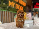 Teacup Poodle Yavrular