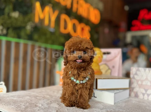 Teacup Poodle Yavrular görsel