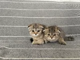 Beş Bebek