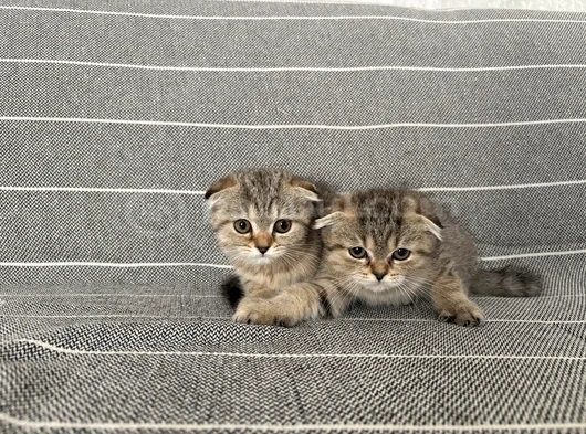 Beş Bebek görsel