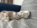 Beş Bebek