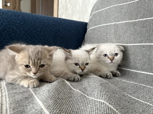 Beş Bebek görsel
