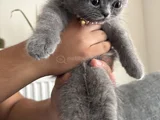British Shorthair Yavru Kedi