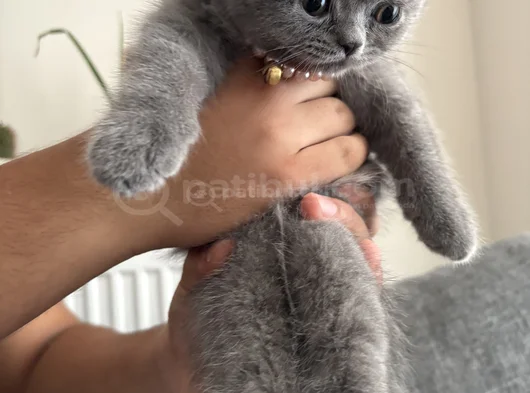 British Shorthair Yavru Kedi görsel
