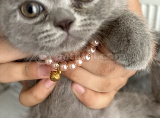 British Shorthair Yavru Kedi görsel