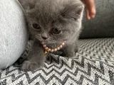 British Shorthair Yavru Kedi