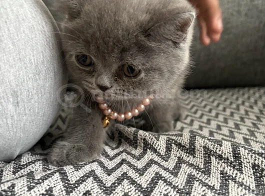 British Shorthair Yavru Kedi