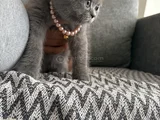 British Shorthair Yavru Kedi