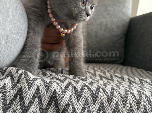 British Shorthair Yavru Kedi görsel