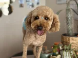 Safkan Erkek Poodle
