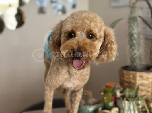 Safkan Erkek Poodle görsel