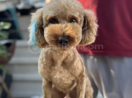 Safkan Erkek Poodle