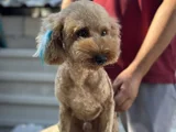 Safkan Erkek Poodle