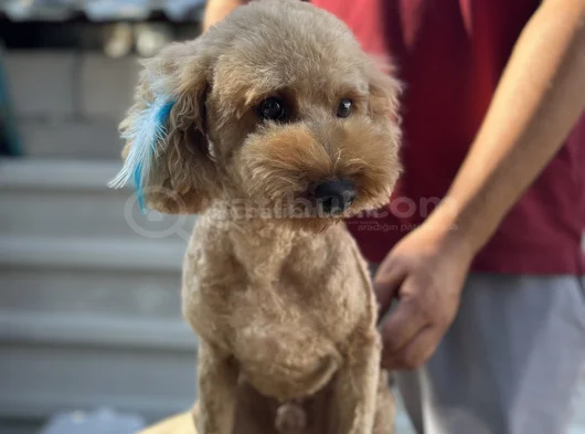 Safkan Erkek Poodle görsel