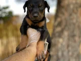 Sağlık Ve Irk Garantili Doberman Yavrularımız