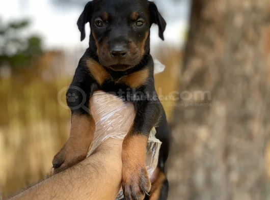 Sağlık Ve Irk Garantili Doberman Yavrularımız görsel