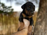 Sağlık ve ırk garantili doberman yavrularımız