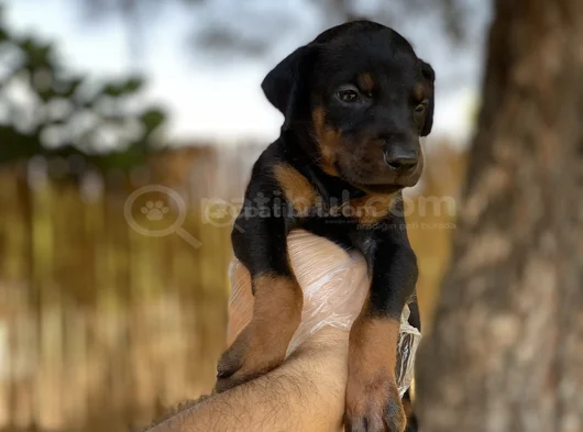Sağlık Ve Irk Garantili Doberman Yavrularımız