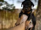 Sağlık Ve Irk Garantili Doberman Yavrularımız
