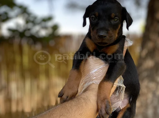Sağlık Ve Irk Garantili Doberman Yavrularımız görsel