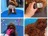 Aileden 0 Boy Poodle Yavruları