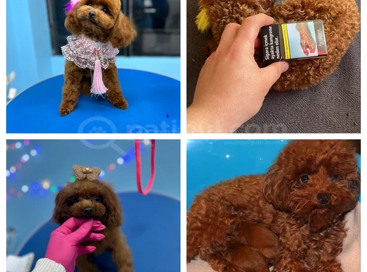 Aileden 0 Boy Poodle Yavruları görsel