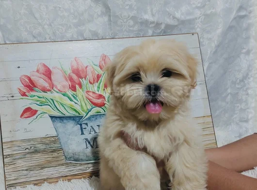 Maltipoo Aşılı Eğitimli Üst Kalite Yavrular