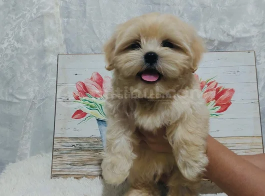 Maltipoo Aşılı Eğitimli Üst Kalite Yavrular görsel