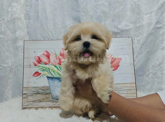 Maltipoo Aşılı Eğitimli Üst Kalite Yavrular görsel