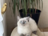 Aşiri Güzel Bri̇ti̇sh Blue Poi̇nt Yavrularim