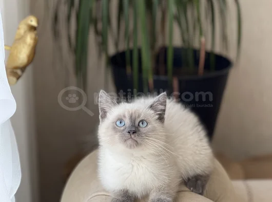 Aşiri Güzel Bri̇ti̇sh Blue Poi̇nt Yavrularim görsel