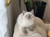 Aşiri Güzel Bri̇ti̇sh Blue Poi̇nt Yavrularim