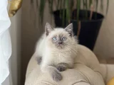 AŞIRI GÜZEL BRİTİSH BLUE POİNT YAVRULARIM