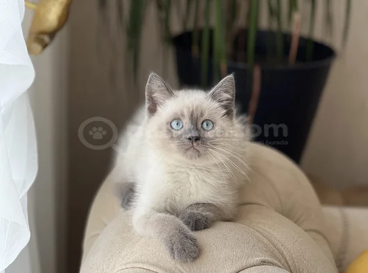 Aşiri Güzel Bri̇ti̇sh Blue Poi̇nt Yavrularim