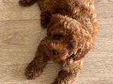 tOY POODLE 3 AYLIK DİŞİ YAVRU