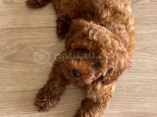 Toy Poodle 3 Aylik Di̇şi̇ Yavru