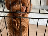 Toy Poodle 3 Aylik Di̇şi̇ Yavru