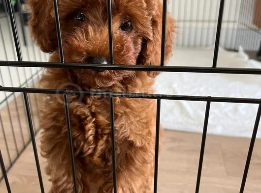 Toy Poodle 3 Aylik Di̇şi̇ Yavru görsel