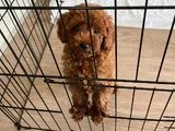 Toy Poodle 3 Aylik Di̇şi̇ Yavru