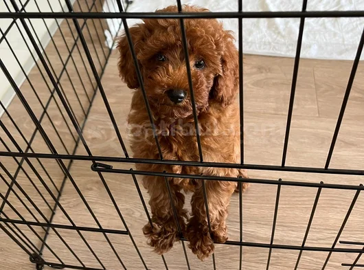 Toy Poodle 3 Aylik Di̇şi̇ Yavru görsel