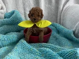 Aileden 0 Boy Poodle Yavruları