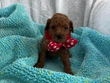 Aileden 0 Boy poodle yavruları