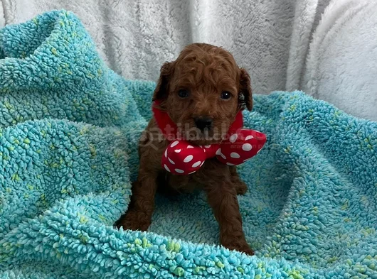 Aileden 0 Boy Poodle Yavruları