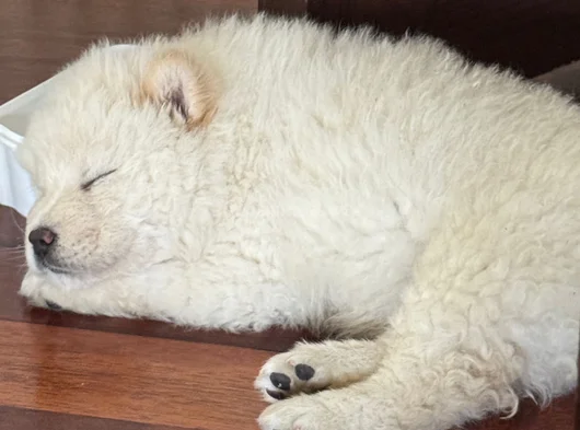 Safkan Chow Chow görsel