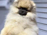 Sağlık Ve Irk Garantili Pomeranian Yavrularımız
