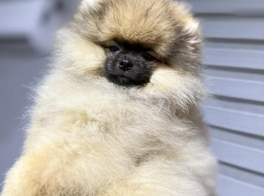 Sağlık Ve Irk Garantili Pomeranian Yavrularımız görsel